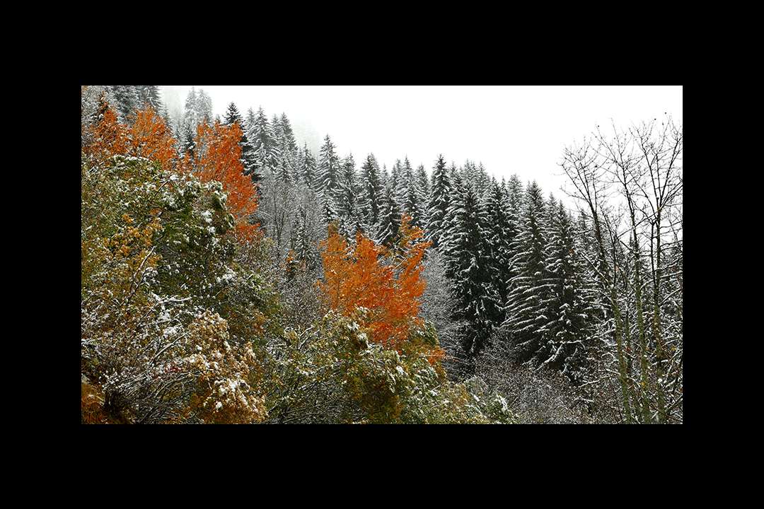 Trees Trees